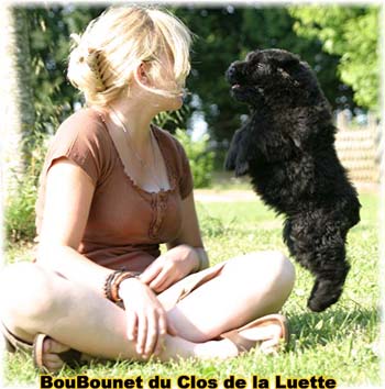 Chiot bouvier des Flandres SITE WEB ELEVAGE DU CLOS DE LA LUETTE SPECIALISE POUR LE BOUVIER DES FLANDRES ©